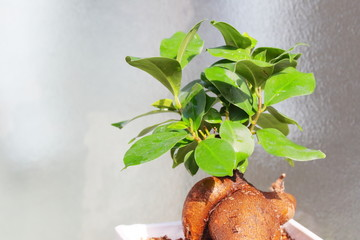 観葉植物の悩み解決！日陰と寒さに強い植物選びと管理法｜GOLDEN CAMPOS OKINAWA