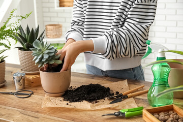 GOLDEN CAMPOS OKINAWAで楽しむ多肉植物と地植えの魅力