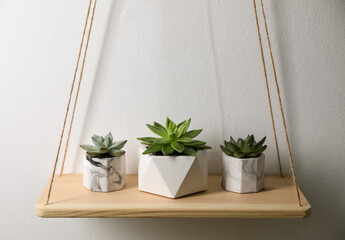 IGE FAMILIAが発信する、GOLDEN CAMPOS OKINAWAと沖縄県金武町から広がる希少植物の世界